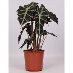 ALOCASIA amazonica 'Polly'...
