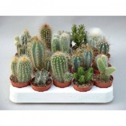 CACTUS assorti P5.5