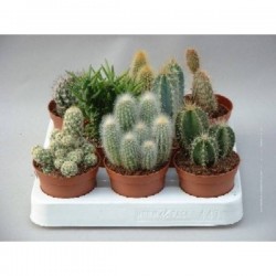 CACTUS assorti P8.5