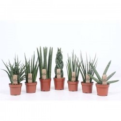 SANSEVIERIA luxe assorti P12