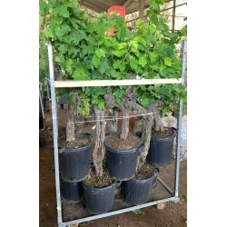 VIGNE assorti VX-TRC C20L