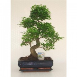 BONSAI P30+SCPE