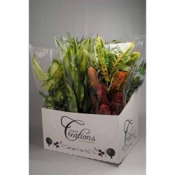 PLANTE verte assorti H75 P17