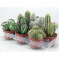 CACTUS assorti P10.5