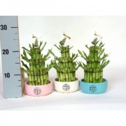 DRACAENA sanderiana 'Lucky...