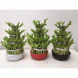 DRACAENA sanderiana 'Lucky...