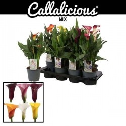 ZANTEDESCHIA mélange P14