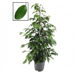 FICUS benjamina 'Danielle'...