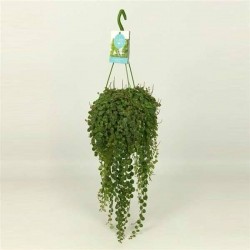 PEPEROMIA prostrata SUSPØ14