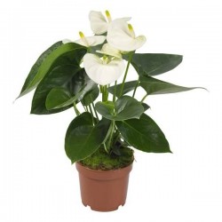 ANTHURIUM 'Grandiflora' P12