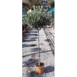 OLEA europaea ½TG P24