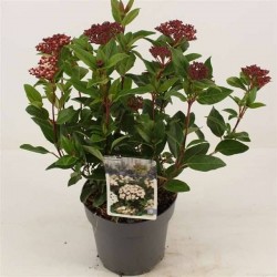 VIBURNUM tinus 'Ladybird'...