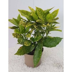 AUCUBA japonica H35 P17