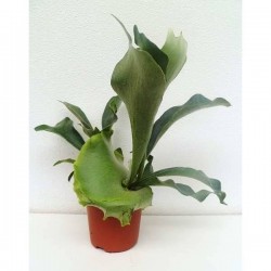 PLATYCERIUM bifurcatum P12