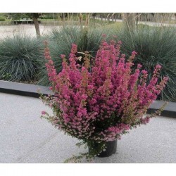 ERICA gracilis D20/23 P11-TC