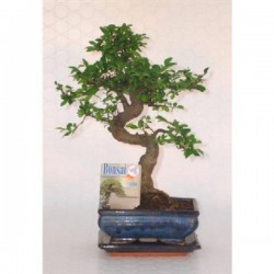 BONSAI P15-CERAM+SCPE