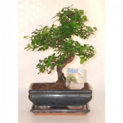 BONSAI CPEØ20+SCPE