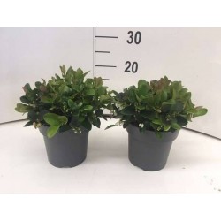 GAULTHERIA procumbens 'Big...