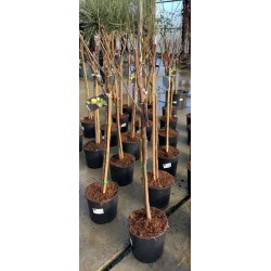 FIGUIER assorti ½TG-8/10 C15L