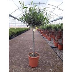 OLEA europaea ¼TG P20