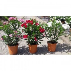 NERIUM oleander assorti H60...