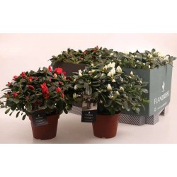 AZALEA flandresse Ø32 P14