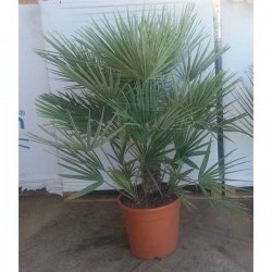 CHAMAEROPS humilis 70/85 C14L