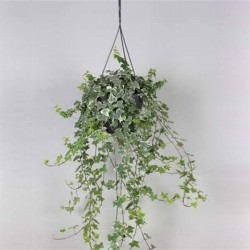 HEDERA panache SUSPØ19