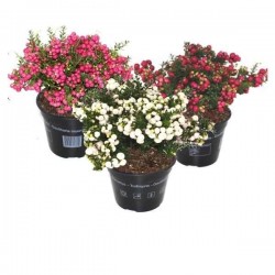 PERNETTYA mucronata Assorti...