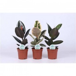 FICUS elastica Assorti H55 P17