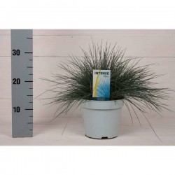 FESTUCA glauca Intens Blue®...