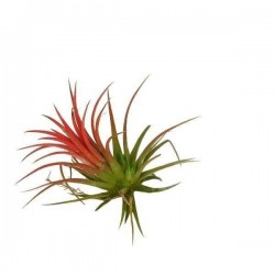TILLANDSIA ionantha T15