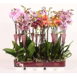 PHALAENOPSIS 'Taiwan' 2HP P12