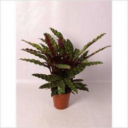 CALATHEA insignis H85 P19