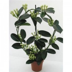 STEPHANOTIS ARC H45 P12