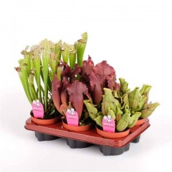 SARRACENIA P12