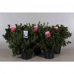 AZALEA japonica assorti H40...