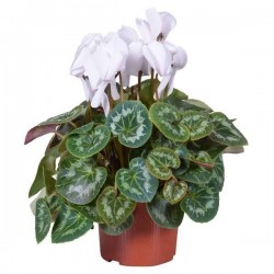 CYCLAMEN Ø25 P13