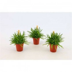 SENECIO 'Himalaya' P5.5