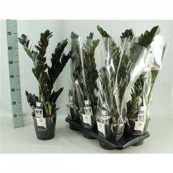 ZAMIOCULCAS 'Raven' H65 P17