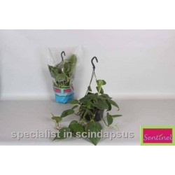 PHILODENDRON scandens SUSPØ15
