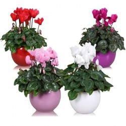 CYCLAMEN P12-CERAM