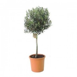 OLEA europaea ½TG P30