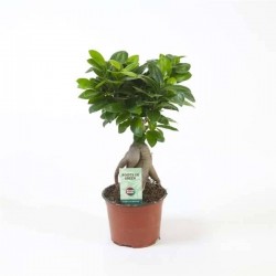 FICUS microcarpa 'Ginseng' P12
