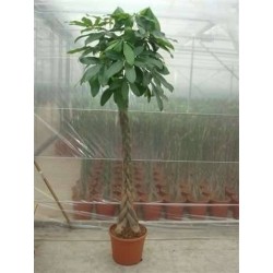 PACHIRA aquatica TG-TRESS...