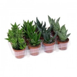 ALOE assorti P8.5