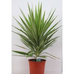 YUCCA elephantipes 'Jewel'...