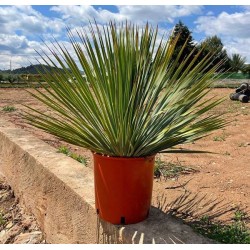 YUCCA rostrata H65 C10L