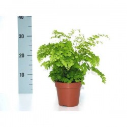 ADIANTUM fragrans P12