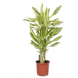 DRACAENA fragrans 'Yellow...